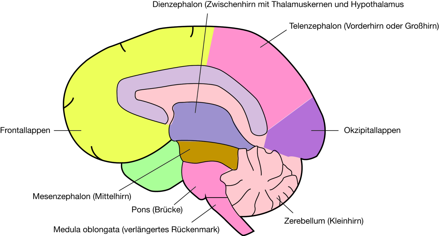 The vegetative nervous system VNS. and the psyche - Prof. Dr. Andrawis ...